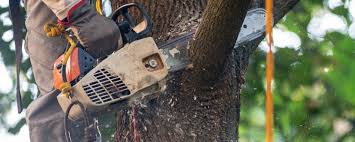 Best Tree Risk Assessment  in Coal City, IL